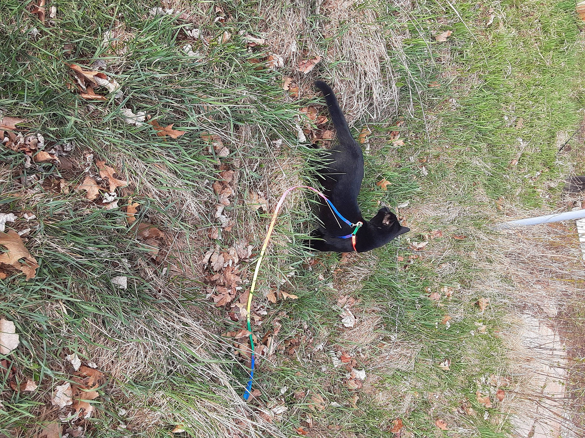 The Real Thackery Binx joined the competition — help win amazing prizes! beak, forest, grass, groundcover, jungle, phasianidae, plant, shrub, slope, soil, tail, temperate_broadleaf_and_mixed_forest, terrestrial_animal, terrestrial_plant, tree, trunk, twig