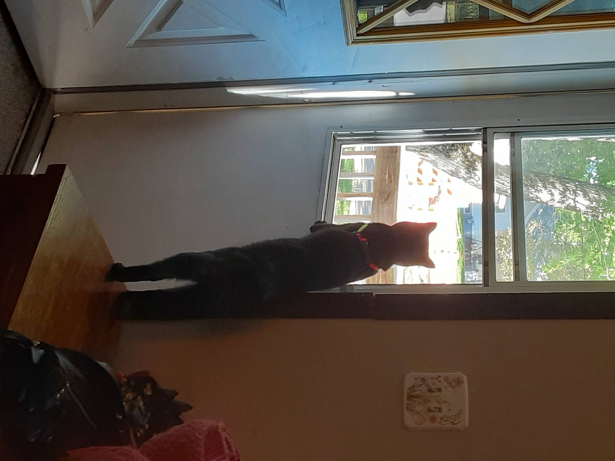 The Real Thackery Binx is registered to the contest to win money with this photo: architecture, building, cat, ceiling, comfort, door, flooring, hardwood, house, interior_design, luggage_and_bags, material_property, plant, room, shade, tints_and_shades, tree, wall, window, wood