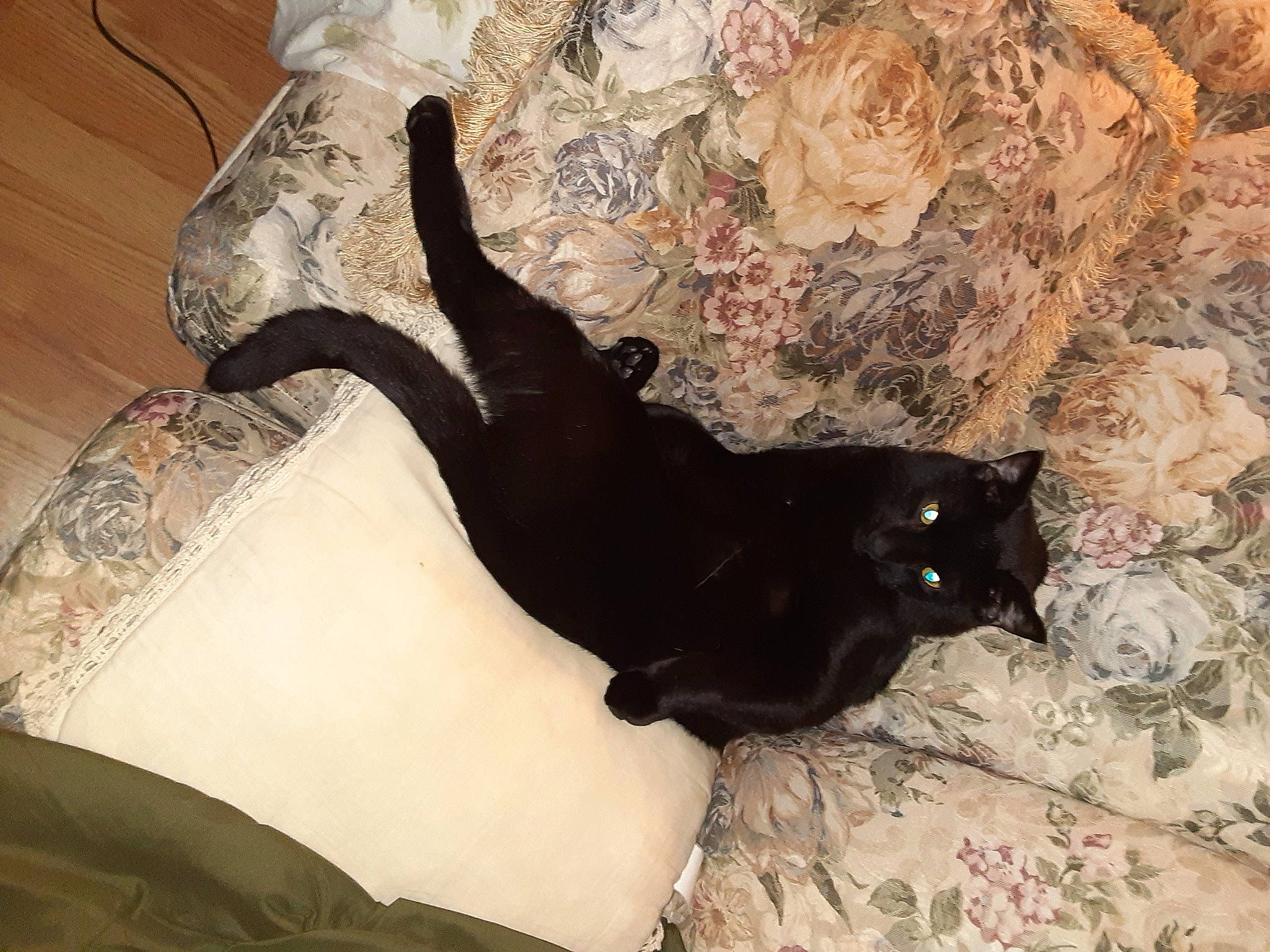The Real Thackery Binx is registered to the contest to win money with this photo: bedding, black_cat, carnivore, cat, comfort, couch, dog_breed, domestic_short_haired_cat, felidae, fur, grey, linens, pattern, paw, room, small_to_medium_sized_cats, tail, terrestrial_animal, tints_and_shades, whiskers