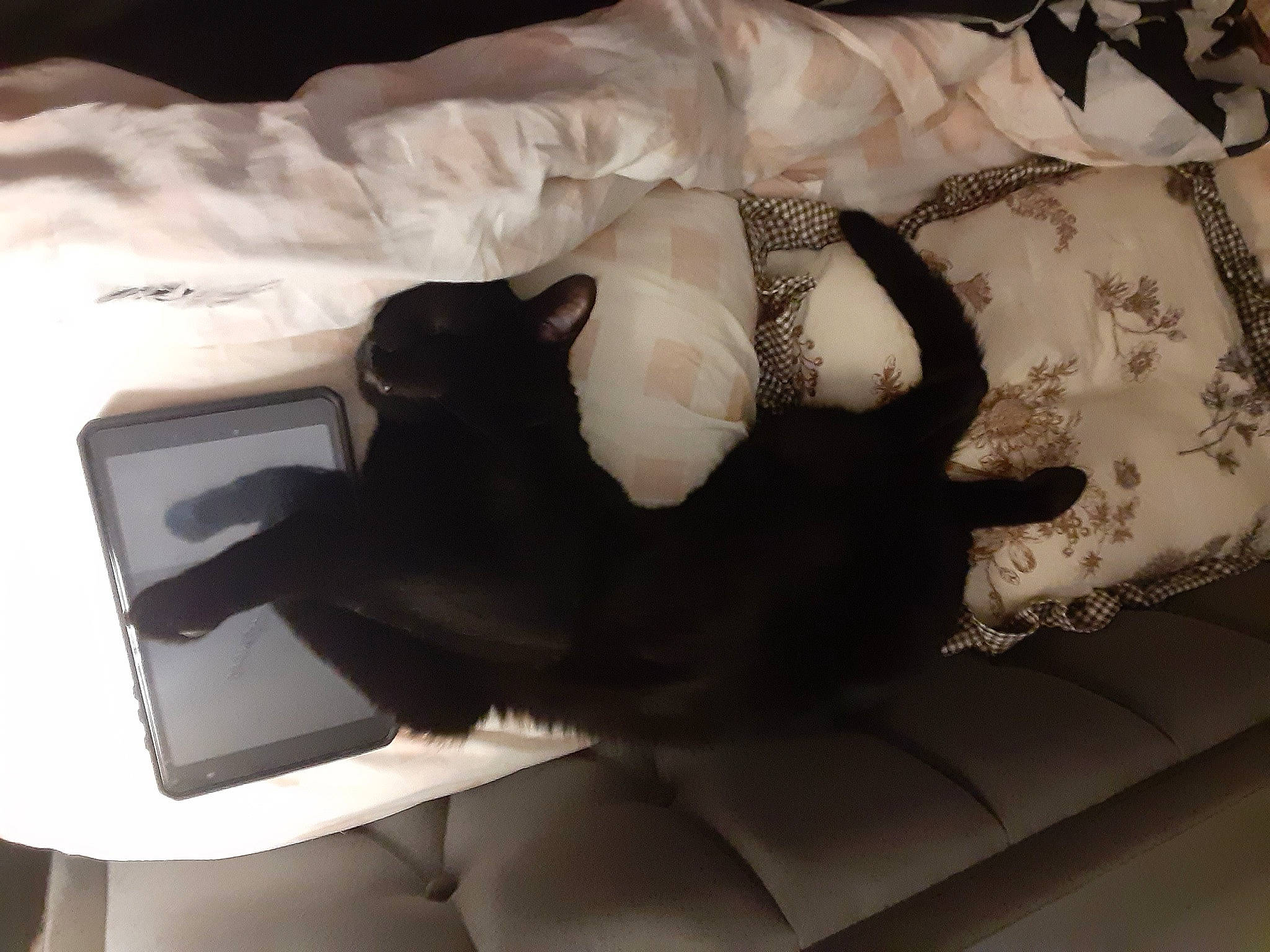 The Real Thackery Binx is registered to the contest to win money with this photo: carnivore, comfort, communication_device, companion_dog, dog_breed, fashion_accessory, felidae, fur, gadget, gesture, grey, human_leg, linens, nail, paw, portable_communications_device, room, sleeve, tail, tie