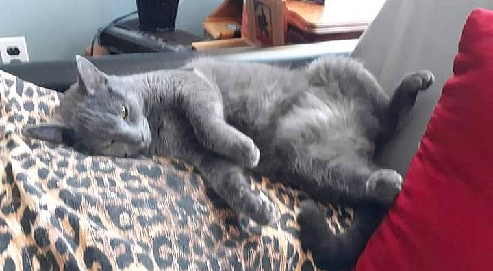 Bella joined the competition — help win amazing prizes! carnivore, cat, comfort, domestic_short_haired_cat, felidae, fur, grey, linens, nap, russian_blue, sleep, small_to_medium_sized_cats, tail, terrestrial_animal, whiskers