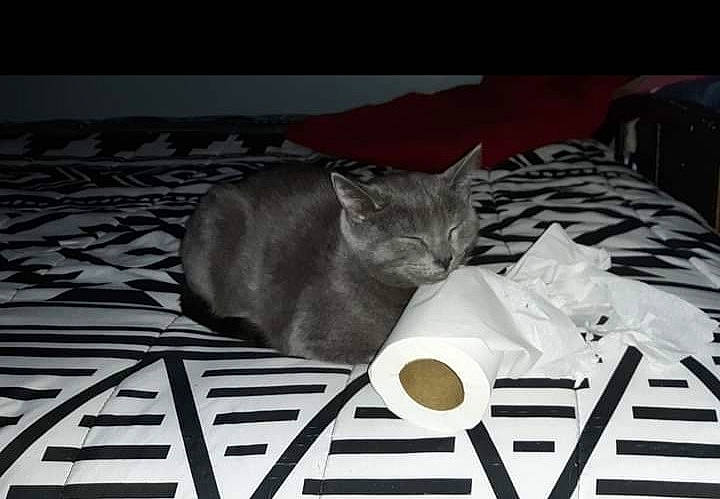 Bella is registered to the contest to win money with this photo: black_cat, carnivore, cat, comfort, domestic_short_haired_cat, felidae, font, fur, grey, linens, monochrome_photography, paper, paper_product, paw, photo_caption, room, small_to_medium_sized_cats, snout, tail, whiskers