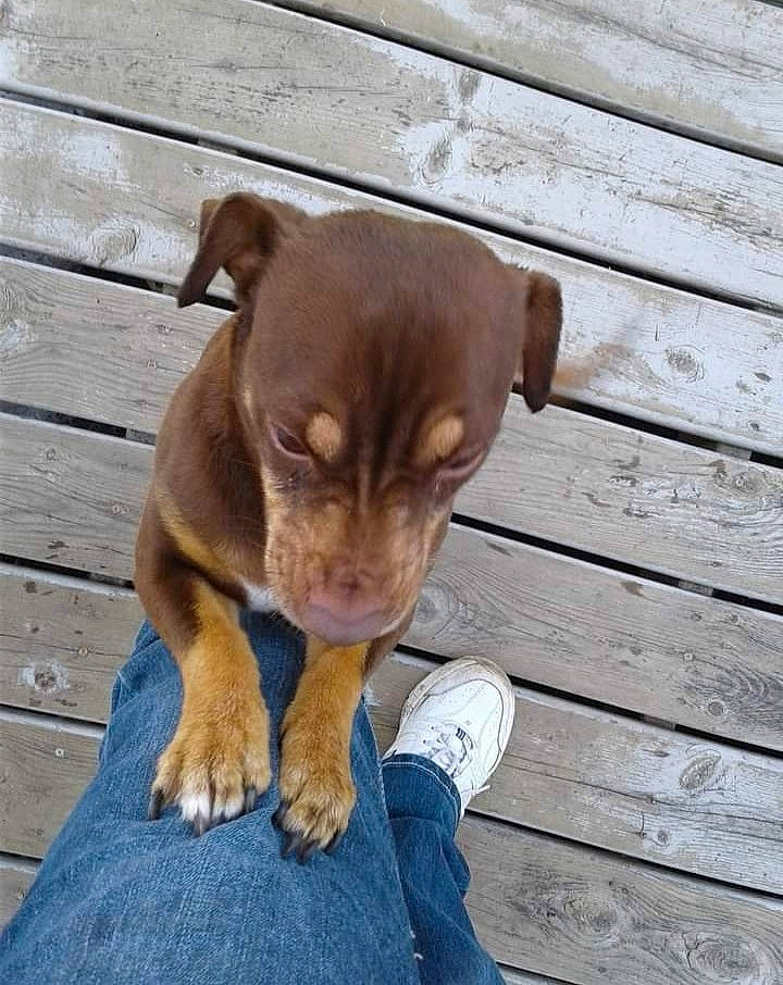 Sammy Sosa is registered to the contest to win money with this photo: canidae, carnivore, companion_dog, dog, dog_breed, fawn, flooring, hardwood, liver, paw, pet_supply, puppy, snout, sporting_group, tail, terrestrial_animal, whiskers, wood, wood_stain, working_animal