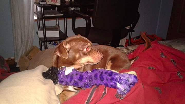 Sammy Sosa joined the competition — help win amazing prizes! canidae, carnivore, chair, comfort, companion_dog, dog, dog_breed, dog_collar, dog_supply, ear, felidae, fur, guard_dog, gun_dog, liver, non_sporting_group, sporting_group, whiskers, working_animal, wrinkle