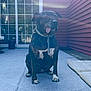 Peaches is registered to the contest to win money with this photo: dog, tongue_out, porch, wooden_deck, sunlight, lens_flare, collar, mat, red_siding, glass_door, outdoor, pet, sitting, shadow, reflection, daylight, animal, canine, tongue, fur