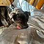 dog, bed, pillow, tongue_out, sunlight, wooden_bedposts, blanket, resting, cute, cozy, indoor, pet, animal, sleepy, fur, brown, black, home, comfort, cute_pet