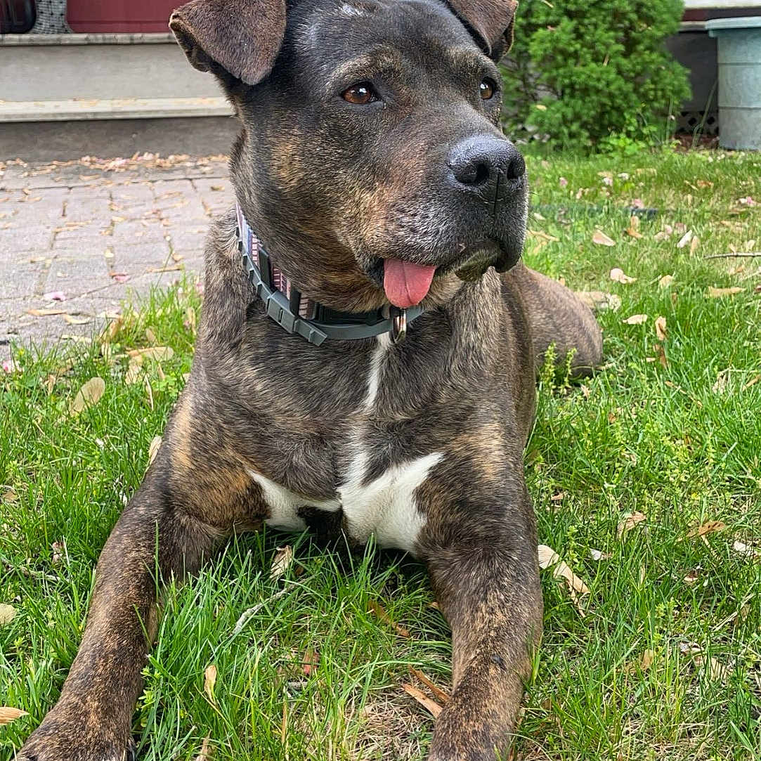 Peaches joined the competition — help win amazing prizes! animal, brindle, canine, collar, daylight, dog, domestic, front_yard, grass, greenery, house, mammal, nature, outdoor, paws, pet, porch, relaxed, tongue, tree