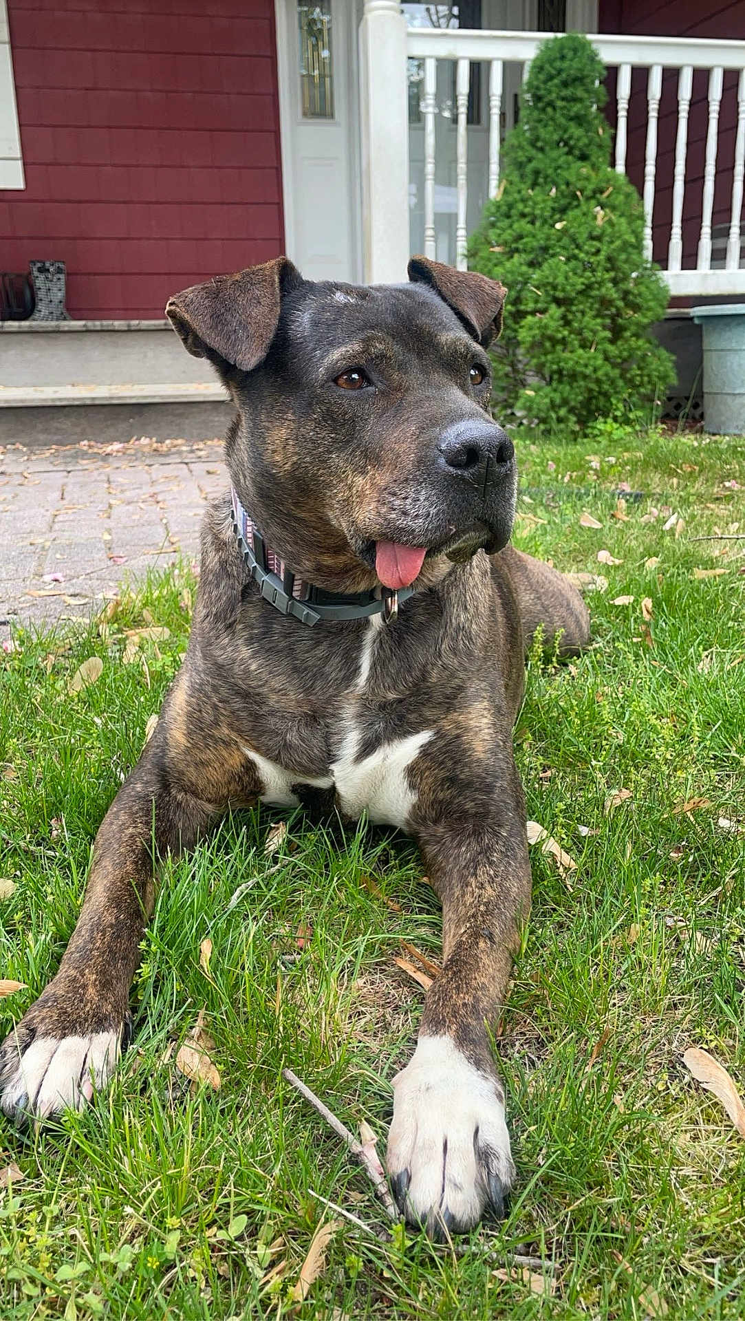 Peaches joined the competition — help win amazing prizes! dog, brindle, grass, outdoor, pet, animal, collar, tongue, paws, front_yard, house, porch, tree, greenery, relaxed, canine, daylight, nature, mammal, domestic