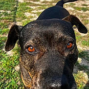 Peaches is registered to the contest to win money with this photo: dog, black_dog, close_up, face, animal, pet, outdoor, grass, sunlight, shadow, curious, ears, snout, nature, daylight, brown_eyes, muzzle, canine, fur, collar