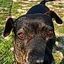 dog, black_dog, close_up, face, animal, pet, outdoor, grass, sunlight, shadow, curious, ears, snout, nature, daylight, brown_eyes, muzzle, canine, fur, collar
