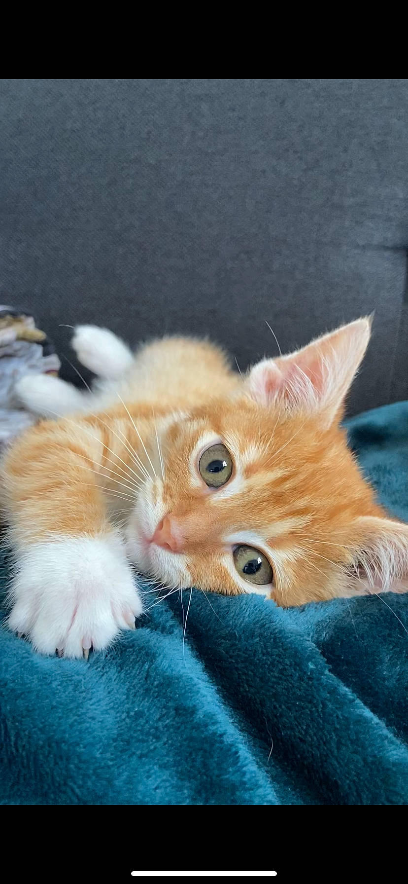 Julia a rejoint le concours — aidez-le/la à gagner de superbes lots ! carnivore, cat, claw, close_up, domestic_short_haired_cat, fawn, felidae, fur, iris, mammal, paw, small_to_medium_sized_cats, snout, tail, terrestrial_animal, vertebrate, whiskers, window