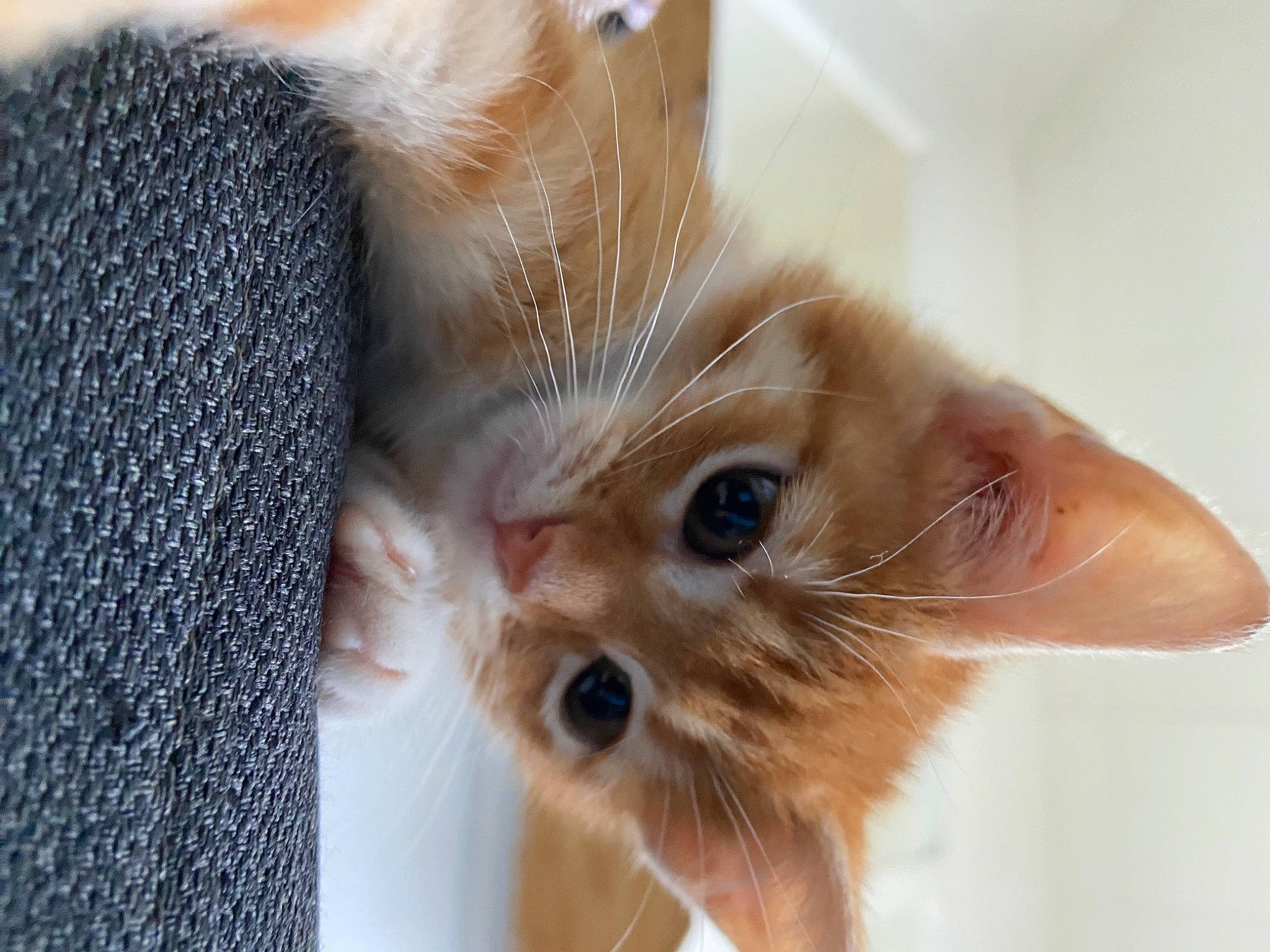 Julia participe au concours pour gagner de l'argent avec cette photo : carnivore, cat, claw, close_up, domestic_short_haired_cat, ear, eye, eyelash, fawn, felidae, fur, hair, head, iris, paw, small_to_medium_sized_cats, snout, whiskers, woven_fabric