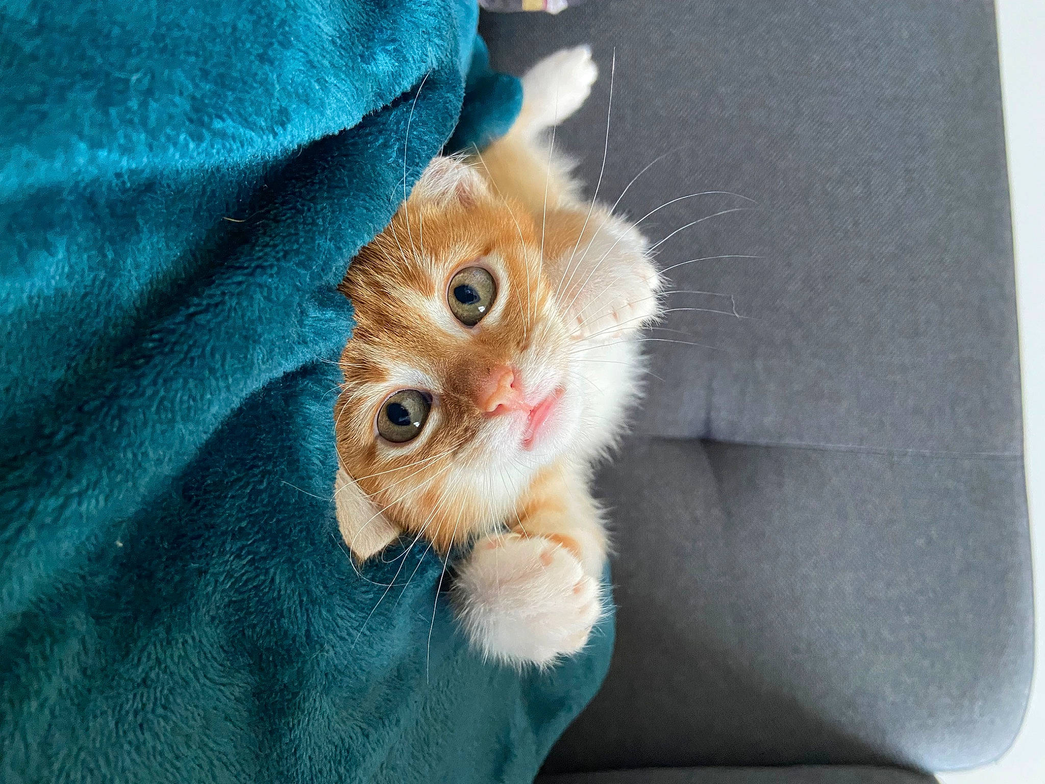 Julia a rejoint le concours — aidez-le/la à gagner de superbes lots ! carnivore, cat, claw, comfort, domestic_short_haired_cat, electric_blue, fawn, felidae, foot, fur, gesture, hat, human_leg, nail, paw, sleeve, small_to_medium_sized_cats, snout, tail, whiskers