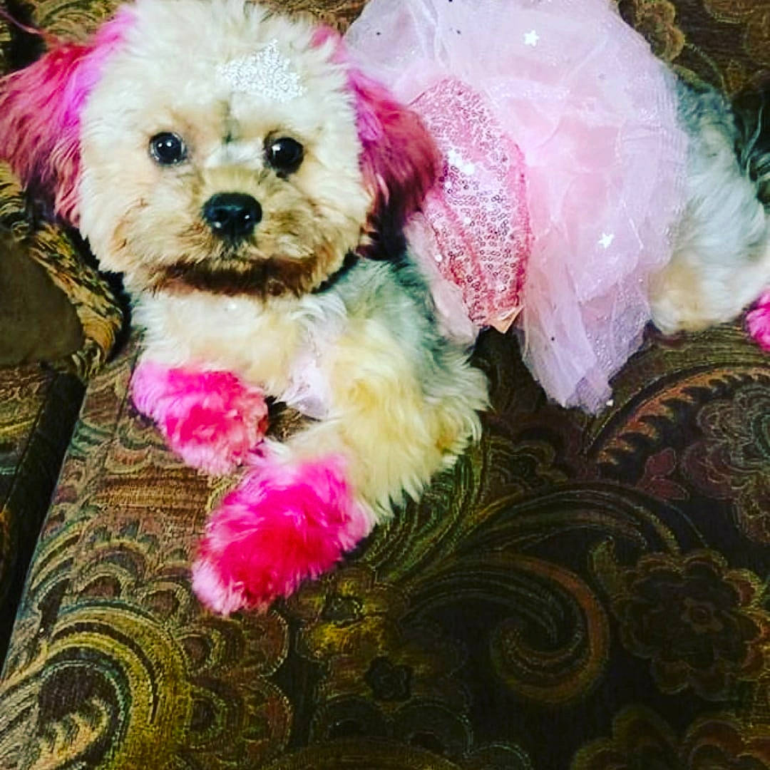 Princess joined the competition — help win amazing prizes! carnivore, companion_dog, dog, dog_breed, dog_clothes, dog_supply, fawn, fur, liver, magenta, pattern, pet_supply, pink, plant, small_terrier, snout, terrier, toy, toy_dog, working_animal