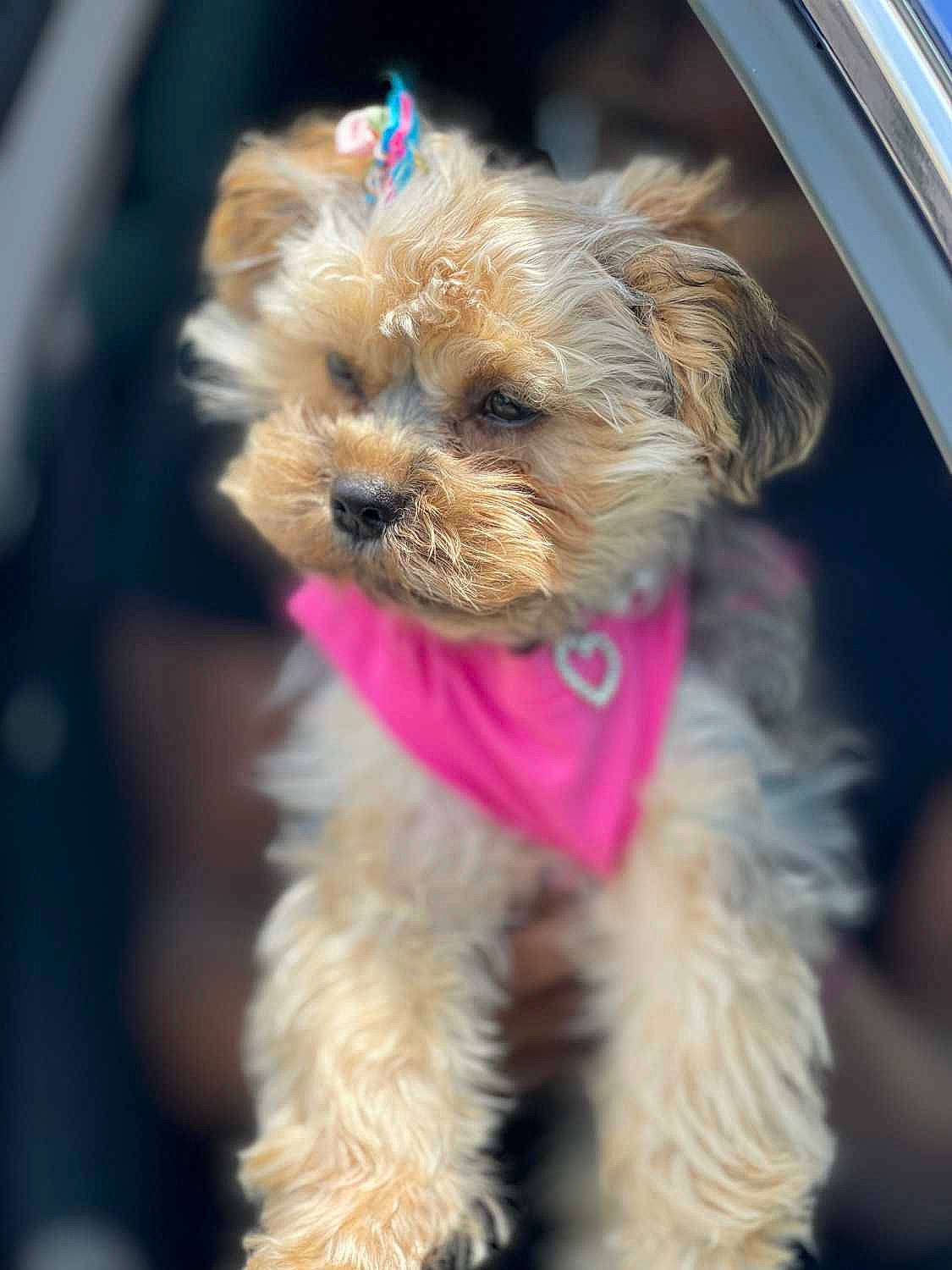 Princess is registered to the contest to win money with this photo: biewer_terrier, canidae, carnivore, collar, companion_dog, dog, dog_breed, dog_collar, dog_supply, fashion_accessory, fawn, fur, maltepoo, small_terrier, snout, sporting_group, terrier, toy_dog, working_animal, yorkipoo