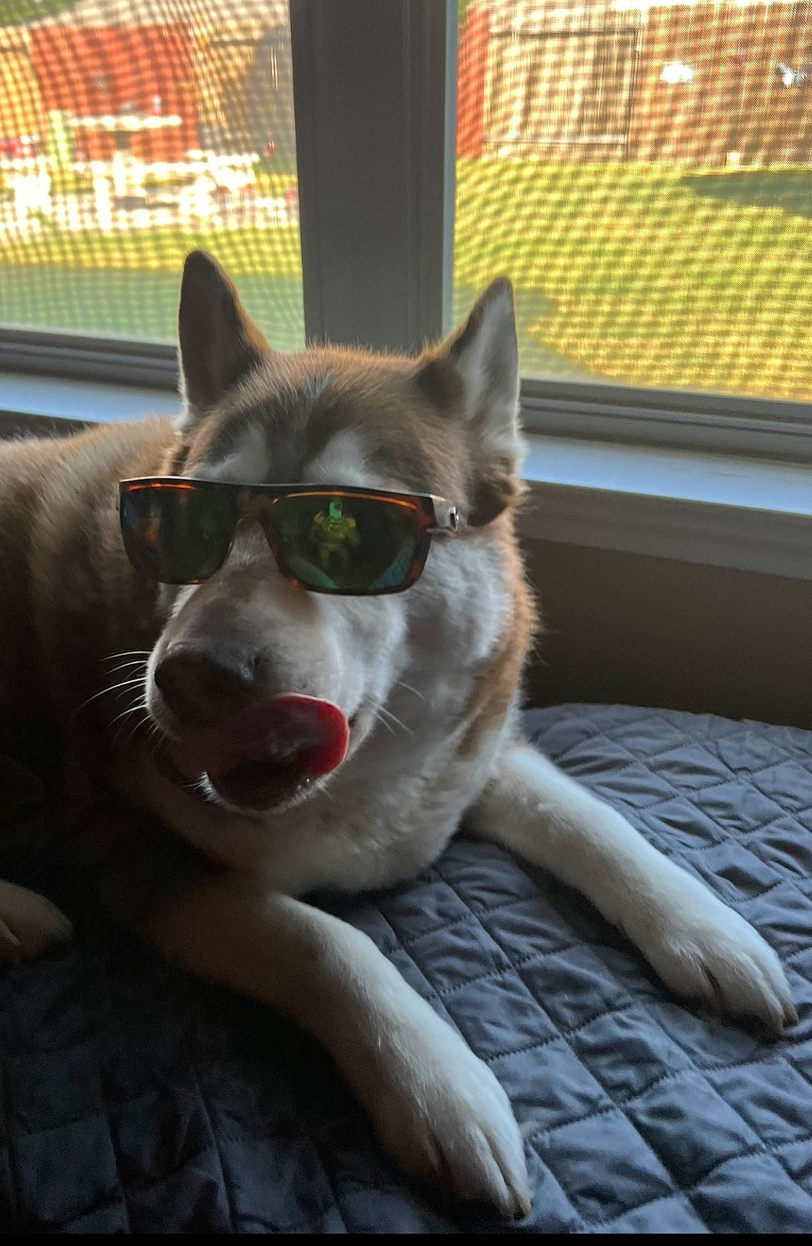 Amica Lou Lopez joined the competition — help win amazing prizes! canidae, canis, carnivore, companion_dog, dog, dog_breed, domestic_short_haired_cat, felidae, fur, mesh, siberian_husky, sled_dog, small_to_medium_sized_cats, snout, sporting_group, tail, terrestrial_animal, whiskers, wolf, working_animal