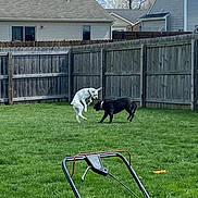 Freya joined the competition — help win amazing prizes! cat, dog, pets, animal, backyard, grass, lawn, fence, wooden_fence, suburban, houses, outdoor, playful, standoff, white_cat, black_dog, lawn_mower, garden, trees, daylight