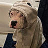 Freya joined the competition — help win amazing prizes! dog, puppy, pet, animal, towel, hood, bathroom, batht ub, wet, sitting, portrait, face, nose, eyes, white_fur, indoors, home, bath, funny, cute