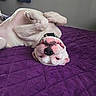 Freya joined the competition — help win amazing prizes! dog, white_dog, pet, upside_down, lying_down, belly_up, paws, pink_nose, black_nose, funny, goofy, relaxed, bed, purple_blanket, bedroom, indoors, portrait, close_up, playful, adorable