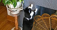 Loki is registered to the contest to win money with this photo: cat, tuxedo_cat, black_and_white, standing, hind_legs, reaching, indoors, houseplant, potted_plant, fireplace, fireplace_screen, wooden_floor, textured_wall, home_decor, furniture, ornate, portrait, vertical_photo, pet, funny_pose