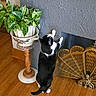 cat, tuxedo_cat, black_and_white, standing, hind_legs, reaching, indoors, houseplant, potted_plant, fireplace, fireplace_screen, wooden_floor, textured_wall, home_decor, furniture, ornate, portrait, vertical_photo, pet, funny_pose