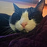 Loki is registered to the contest to win money with this photo: cat, tuxedo_cat, black_and_white, feline, pet, animal, close_up, portrait, face, whiskers, ears, nose, eyes, relaxed, sleepy, indoors, blanket, purple_blanket, window, cozy