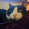 Loki is registered to the contest to win money with this photo: cat, tuxedo_cat, black_and_white, green_eyes, whiskers, close_up, portrait, animal, pet, feline, indoors, blanket, purple_blanket, window, warm_lighting, soft_focus, face, ears, nose, cozy