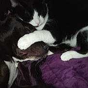 Loki is registered to the contest to win money with this photo: cat, cats, black_and_white_cat, brown_cat, pet, animal, furry, sleeping, cuddling, lying_down, paw, whiskers, pink_nose, indoor, blanket, purple_blanket, cozy, dark, close_up, portrait