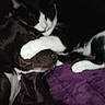 cat, cats, black_and_white_cat, brown_cat, pet, animal, furry, sleeping, cuddling, lying_down, paw, whiskers, pink_nose, indoor, blanket, purple_blanket, cozy, dark, close_up, portrait