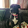 Cherry is registered to the contest to win money with this photo: dog, black_and_white, pet, portrait, sitting, couch, collar, pink_collar, dog_tag, white_chest, indoor, living_room, window, curtains, cushion, blanket, cozy, home, alert, companion