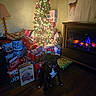Cherry joined the competition — help win amazing prizes! dog, black_and_white_dog, christmas_tree, christmas, holiday, presents, gift_bags, fireplace, indoors, living_room, festive, ornaments, lights, star, wood_floor, lamp, decorations, sitting, pet, cozy