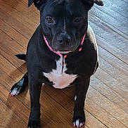 Cherry is registered to the contest to win money with this photo: dog, black_dog, white_chest, pink_collar, sitting, indoors, wooden_floor, hardwood, pet, canine, short_hair, floppy_ears, brown_eyes, paws, pink_nails, collar, tag, sunlight, portrait, home