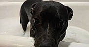 Cherry is registered to the contest to win money with this photo: dog, black_dog, pet, animal, bathroom, bathtub, bath, wet,  glossy_fur, dark_fur, puppy, portrait, close_up, face, eyes, nose, whiskers, indoors, white_tiles, humorous