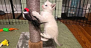 Cheese is registered to the contest to win money with this photo: kitten, cat, white_cat, blue_eyes, fluffy, animal, pet, scratching_post, cat_toy, stuffed_bird, toucan, playpen, indoor, home, carpet, blanket, pet_bed, climbing, playing, cute
