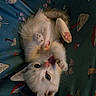 Cheese joined the competition — help win amazing prizes! cat, kitten, animal, pet, fluffy, furry, white_fur, pink_paws, pink_nose, belly, upside_down, lying_down, playful, cute, indoors, blanket, fabric, patterned_background, close_up, portrait
