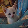 Cheese is registered to the contest to win money with this photo: kitten, cat, white_cat, feline, animal, pet, cute, fluffy, portrait, close_up, face, eyes, ears, nose, whiskers, sitting, blanket, bed, indoors, cozy