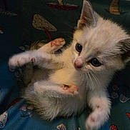 Cheese joined the competition — help win amazing prizes! cat, kitten, animal, pet, fluffy, white_fur, gray_fur, blue_eyes, face, paws, whiskers, ears, nose, lying_down, playful, cute, indoor, blanket, portrait, close_up