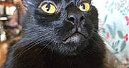 Thor joined the competition — help win amazing prizes! black_cat, cat, close_up, golden_eyes, yellow_eyes, whiskers, fur, feline, pet, animal, portrait, indoors, floral_background, curious, staring, nose, ears, long_whiskers, dark_fur, photography