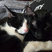 Thor is registered to the contest to win money with this photo: cats, tuxedo_cat, black_cat, sleeping, snuggling, cuddling, pets, felines, whiskers, ears, pink_nose, fur, black_and_white, cozy, indoors, blanket, clothing, closeup, relaxed, companionship