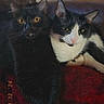 Thor joined the competition — help win amazing prizes! cat, cats, black_cat, tuxedo_cat, feline, pet, animal, whiskers, ears, eyes, portrait, closeup, indoors, blanket, red_blanket, cuddling, sitting, relaxed, home, date_stamp