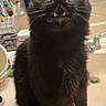 Thor joined the competition — help win amazing prizes! cat, black_cat, pet, animal, feline, wide_eyes, open_mouth, fangs, whiskers, fluffy, sitting, countertop, bathroom, sink, faucet, indoor, portrait, close_up, funny_expression, domestic_animal