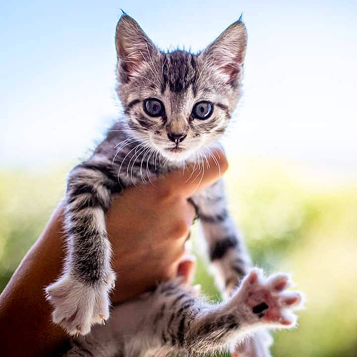 Ruby participe au concours pour gagner de l'argent avec cette photo : american_wirehair, asian, bengal, carnivore, cat, domestic_short_haired_cat, dragon_li, european_shorthair, felidae, kitten, mammal, organism, pixie_bob, small_to_medium_sized_cats, sokoke, tabby_cat, toyger, vertebrate, whiskers, wildlife