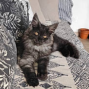 Vesper participe au concours pour gagner de l'argent avec cette photo : cat, christmas_tree, couch, cozy, decorations, eyes, feline, fur, furniture, holiday, home, indoor, kitten, living_room, ornaments, patterned_fabric, pet, pillows, relaxed, tinsel