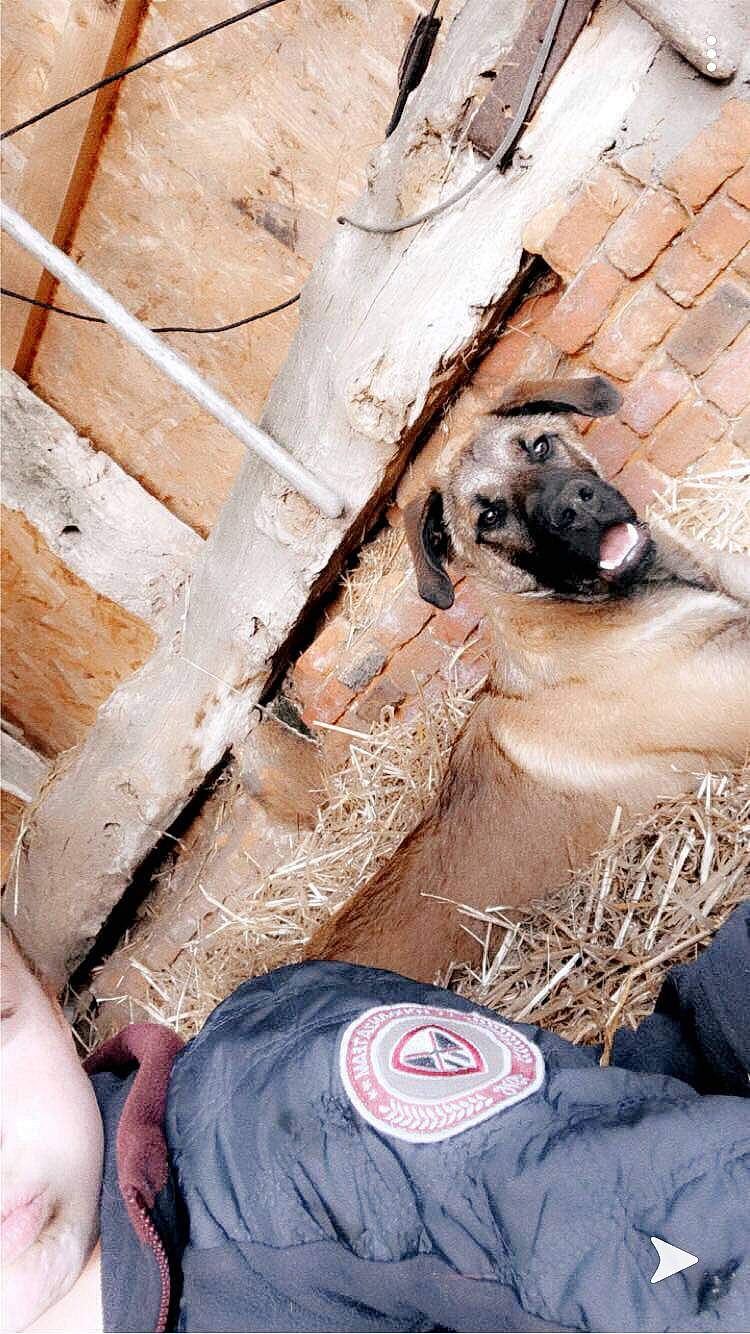 Prince a rejoint le concours — aidez-le/la à gagner de superbes lots ! canidae, fawn, leg, snout, wood