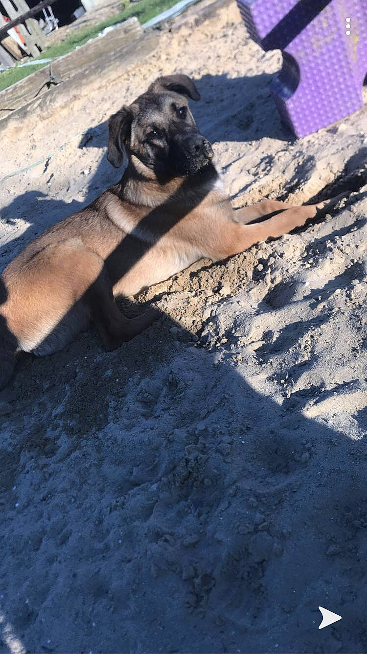 Prince a rejoint le concours — aidez-le/la à gagner de superbes lots ! canidae, carnivore, dog, dog_breed, fawn, great_dane, guard_dog, sporting_group