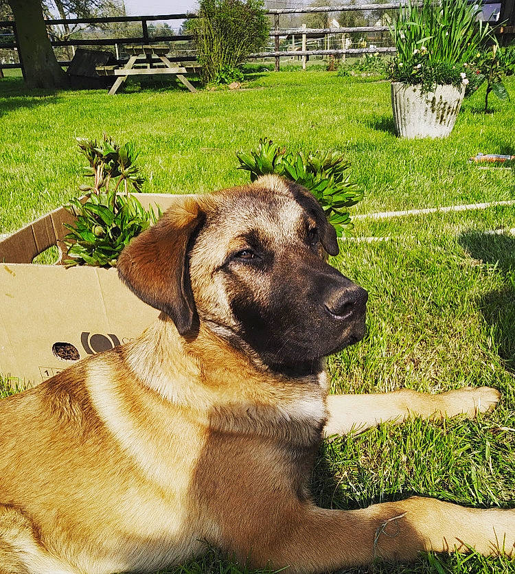 Prince participe au concours pour gagner de l'argent avec cette photo : anatolian_shepherd_dog, black_mouth_cur, canidae, carnivore, dog, dog_breed, english_mastiff, fawn, grass, kangal_dog, mammal, plant, rare_breed_dog, snout, sporting_group, vertebrate