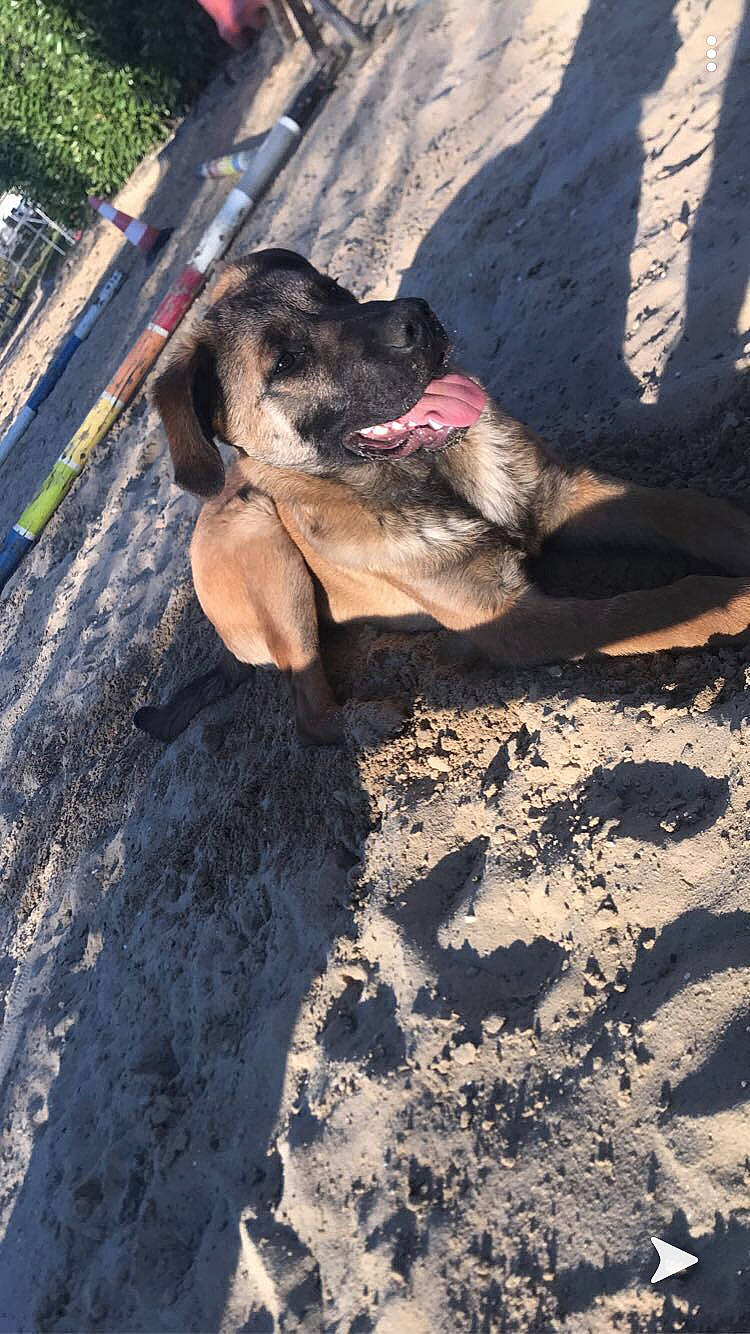 Prince a rejoint le concours — aidez-le/la à gagner de superbes lots ! canidae, carnivore, dog, dog_breed, fawn, sporting_group