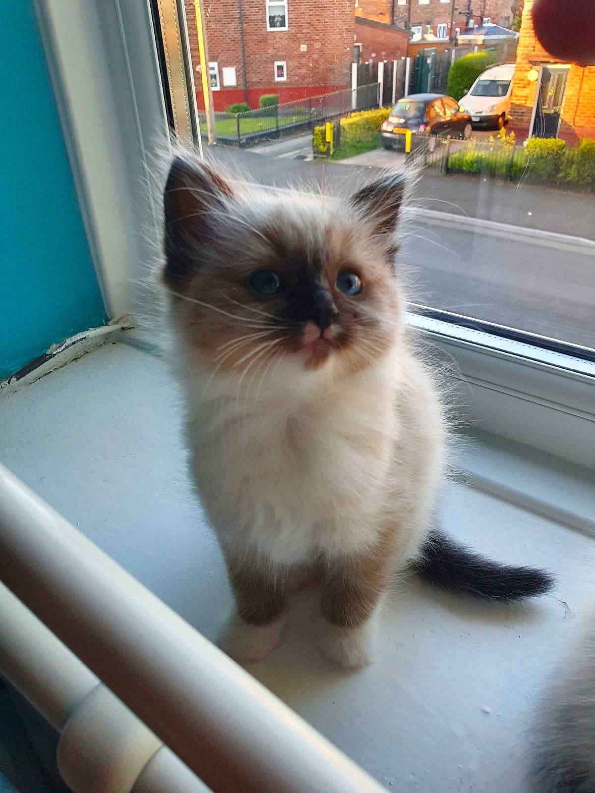 Maui is registered to the contest to win money with this photo: asphalt, carnivore, cat, domestic_short_haired_cat, fawn, felidae, flooring, fur, plant, road_surface, sidewalk, small_to_medium_sized_cats, snout, tail, whiskers, window, wood