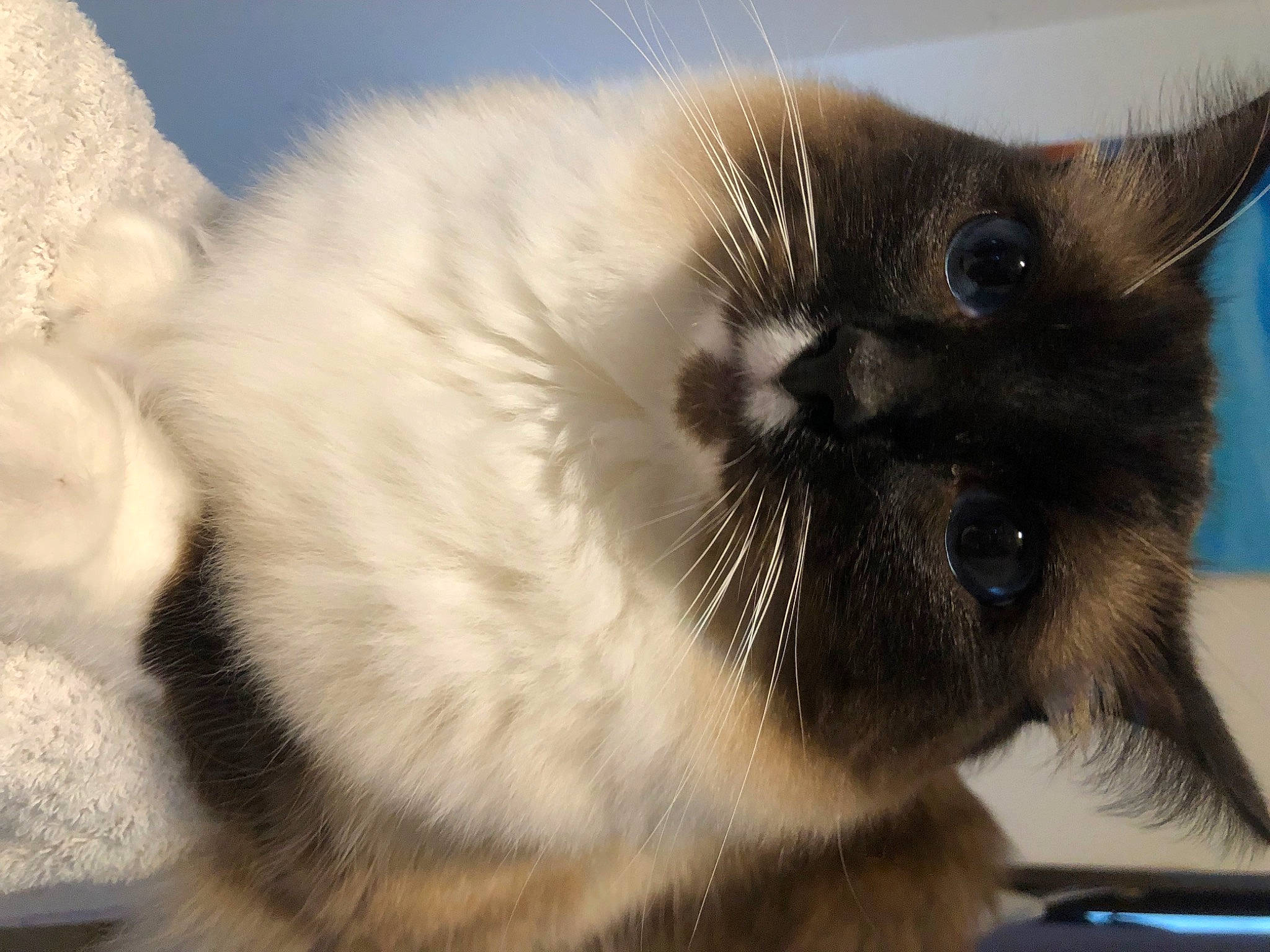 Maui joined the competition — help win amazing prizes! balinese, birman, carnivore, cat, close_up, domestic_short_haired_cat, fawn, felidae, fur, paw, siamese, small_to_medium_sized_cats, snout, tail, terrestrial_animal, thai, tonkinese, whiskers