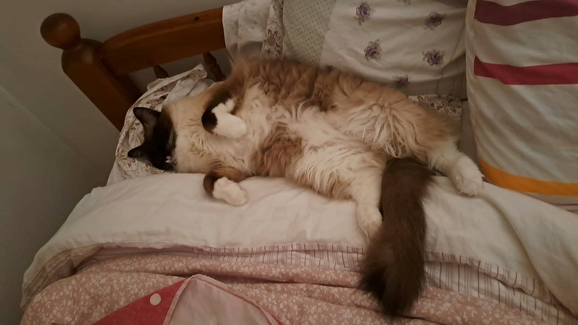 Maui is registered to the contest to win money with this photo: bed, canidae, carnivore, cat, claw, comfort, companion_dog, dog_breed, domestic_short_haired_cat, duvet, felidae, fur, linens, nap, paw, small_to_medium_sized_cats, snout, sporting_group, tail, whiskers